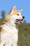 AKITA INU 043